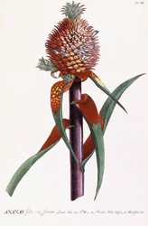 Ananas