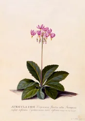 Auricula Ursi Shooting Star, ca. 1744 handfärgad gravyr.