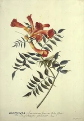 Bignonia americana, akvarell