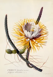 Cereus Nattens drottning, ca. 1744 handfärgad gravyr.