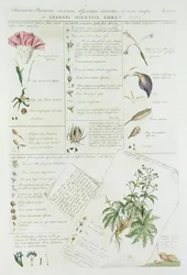 Characters of Flowers, från 