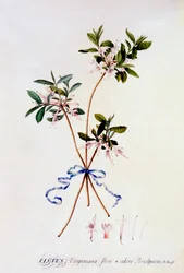 Cistus Virginiana, ca. 1743 handfärgad gravyr.