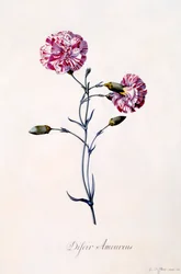 Difor Amourius nejlika, ca. 1745 handfärgad gravyr.