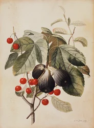 Fikon och körsbär, 1747