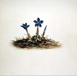 Gentiana
