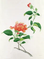 Hibiskus