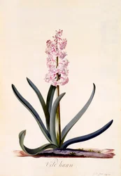 Hyacint 