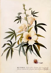 Ketmia, c. 1742 handfärgad gravyr.