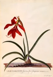 Lilio-Narcissus Jaobean Lily, ca. 1743 handfärgad gravyr.