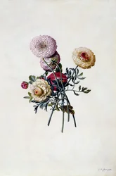 Blandade ranunkler, ca 1743 (handkolorerad gravyr)