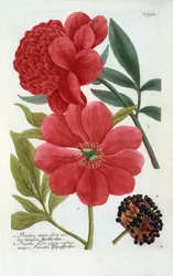 Paeonia, handfärgad gravyr.