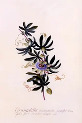 Passiflora Granadilla, ca. 1745 handfärgad gravyr.
