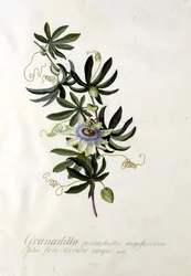 Passionsblomma