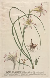 Utvalda växter 39 - Lilio-Gladiolus.