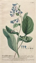 Utvalda växter 42 - Pulmonaria.