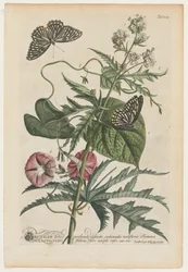 Plantae et papiliones rariores: nr 7, 1748