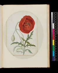 Vallmo (Papaver erraticum), 1772 (penna, wc och kroppsfärg på veläng)