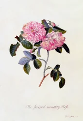Den randiga månadsrosen, ca. 1745 handfärgad gravyr.
