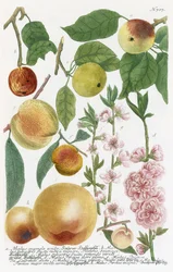 Olika äpplen