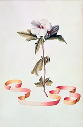 Vit Hibiscus