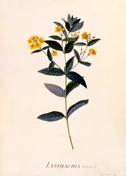 Gul Loosestrife, c 1760 handfärgad gravyr.