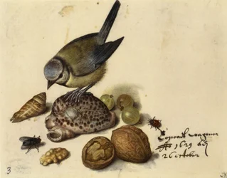Stilleben med blåmes, snäckor, frukter och insekter, 1629.