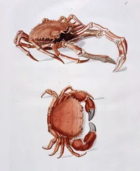 Illustration av hummer och krabba,
