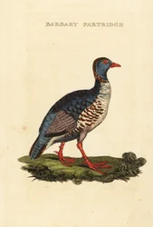 Barbary rapphöna, Alectoris barbara