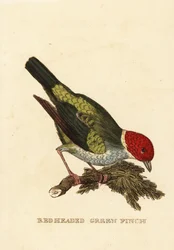 Tanager, Tangara gyrola