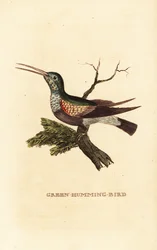 Svartbukig kolibri, Eupherusa nigriventris, hona