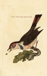 Blåstrup, Luscinia svecica