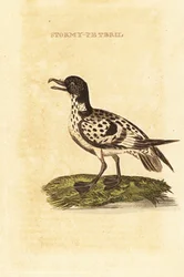 Cape petrel, Daption capense