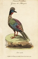 Crested guan, Penelope purpurascens