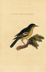Grönryggig flugsnappare, Ficedula elisae