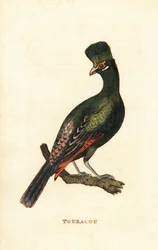 Guinea turaco eller grön turaco, Tauraco persa