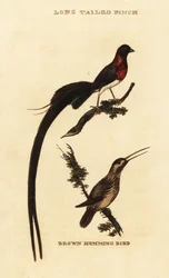 Parad änka, Vidua paradisaea, och rostkolibri, Selasphorus rufus
