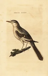 Northern mockingbird, Mimus polyglottos