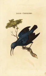 Lila honungskrypare, Cyanerpes caeruleus