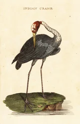 Sarus kran, Antigone antigon