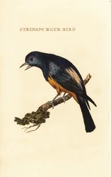 Silverbröstad Tanager, Tangara Valley