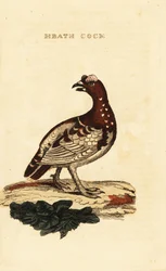 Gran ripa, Falcipennis canadensis canace