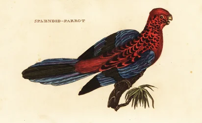 Crimson rosella, Platycercus elegans