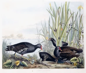 Amerikansk rörhöna (rörhöna) (hane, hona och unge), ca 1841