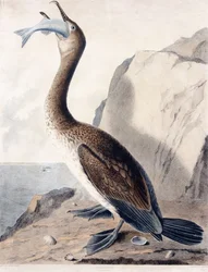 Skarv (av det första året), c.1841 (handkolorerad gravyr)