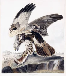 Rough Legged Buzzard (hona), ca 1841 (handfärgad gravyr)