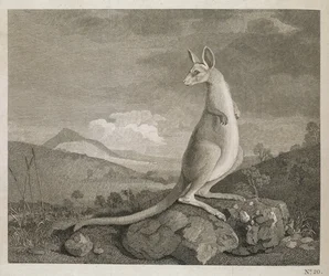Ett djur hittat på New Hollands kust som heter Kangaroo