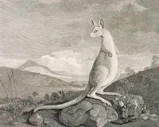 Ett djur som hittats på Nya Hollands kust, kallat Kanguroo", ca 1773 (gravyr, etsning)
