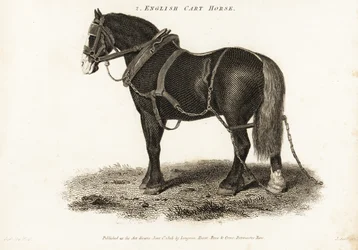 Engelsk Cart Horse eller Shire draghäst.