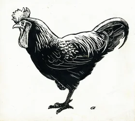 The Hen, 1950-tal (skrapbräda)