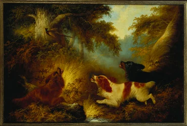 Spaniels sätter upp en fasan
